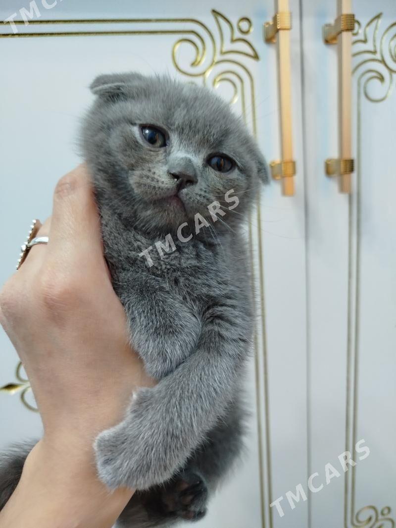 шотландский котят pişijek - Ашхабад - img 4