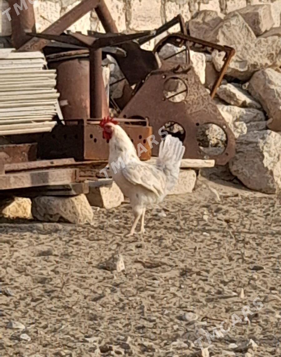 Horoz - Balkanabat - img 2