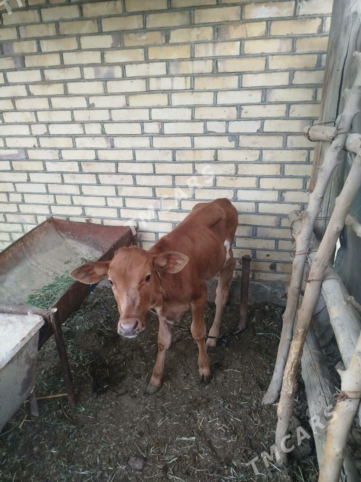 Goleli sygyr - Мары - img 2