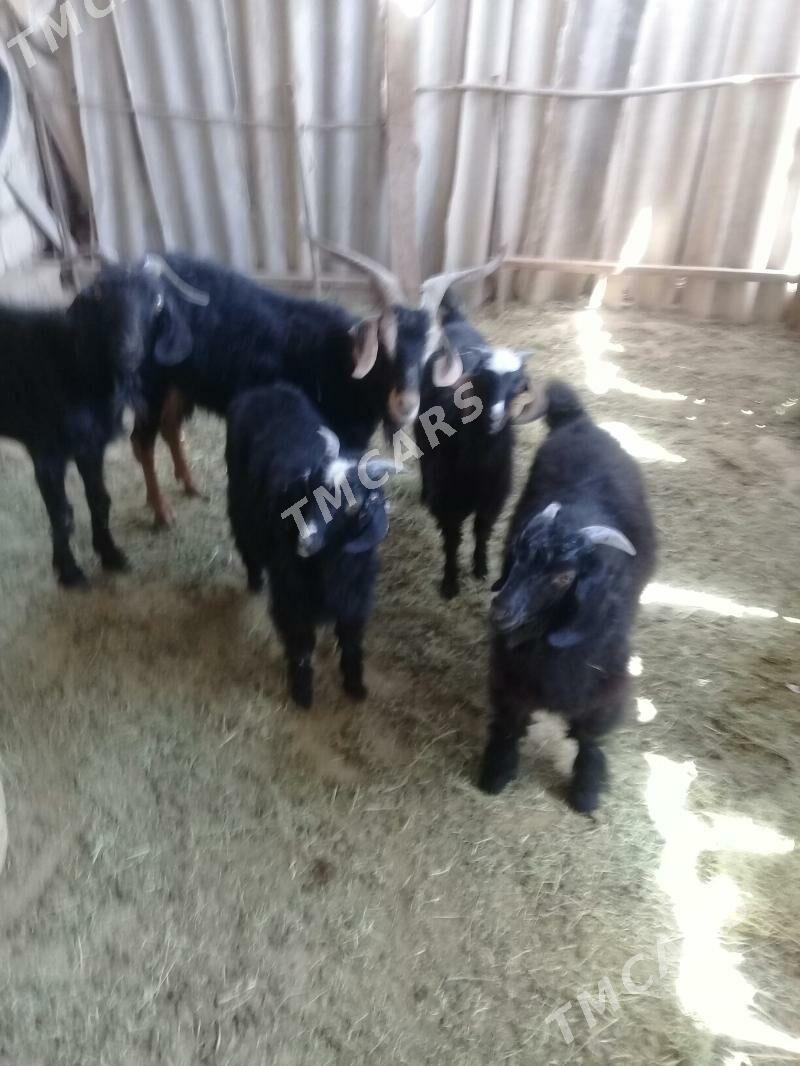 Geçi çebis - Gyzylarbat - img 2