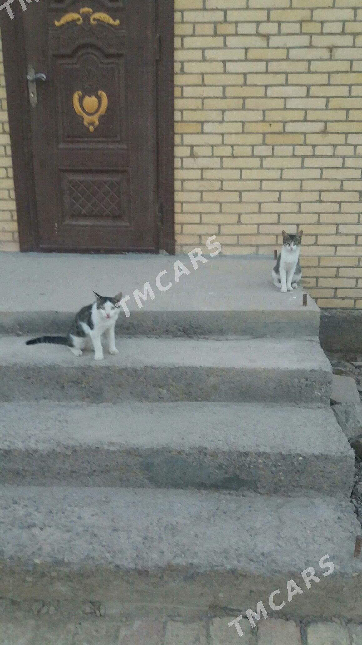 pisijek ful - Murgap - img 2