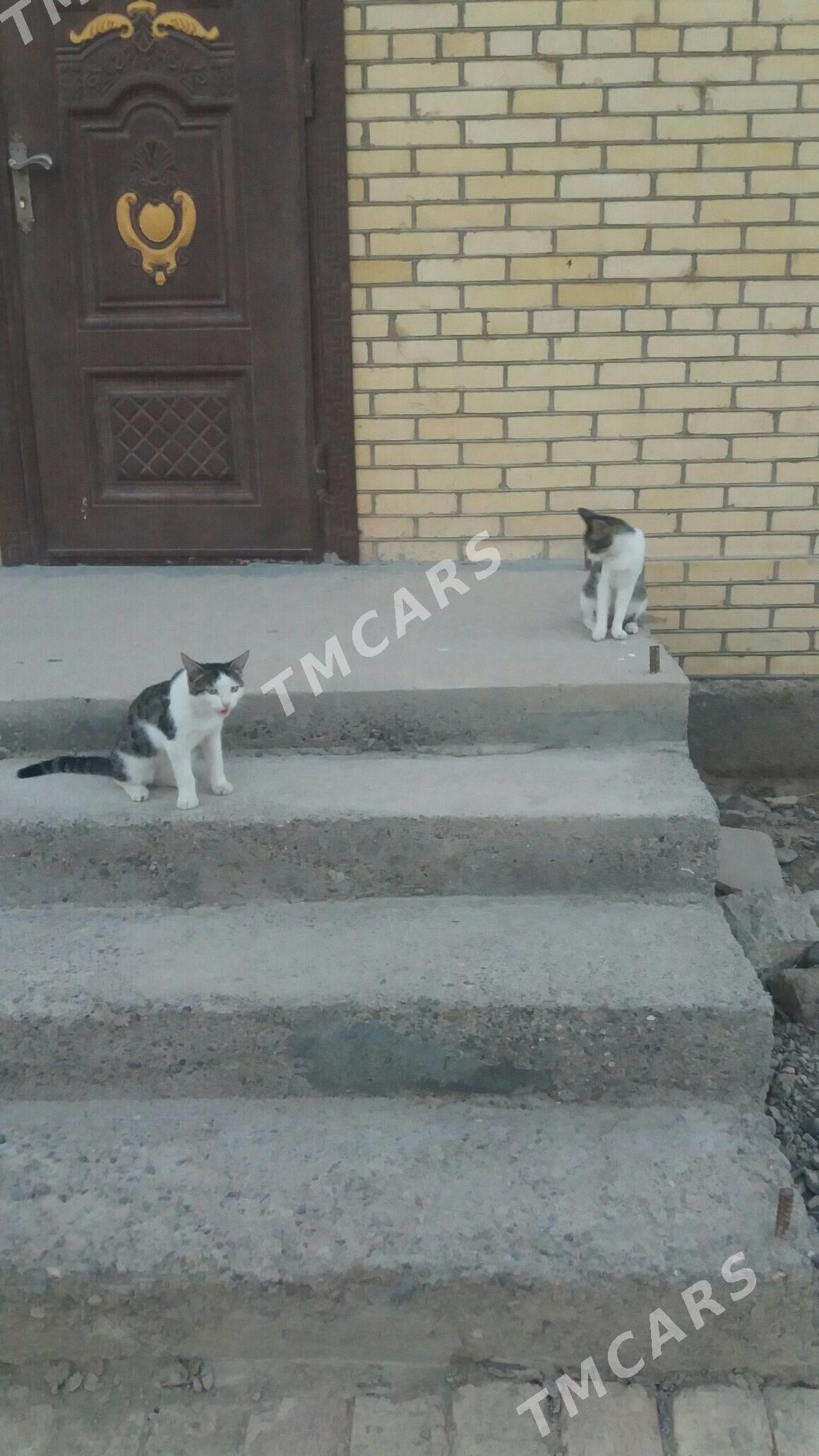 pisijek ful - Murgap - img 3
