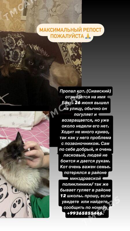 сиамский кот - Ашхабад - img 3