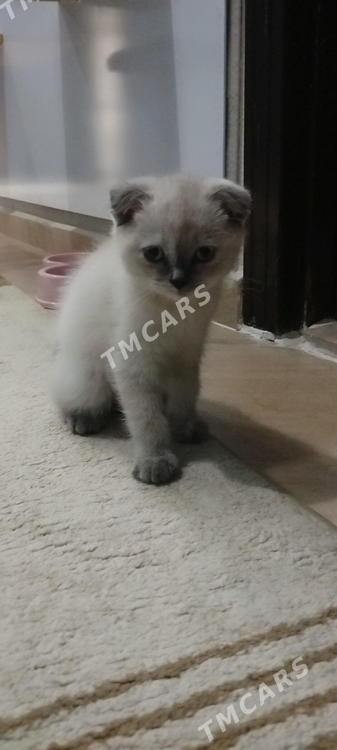 котенок - Podwoýski köç. (Bitarap Türkmenistan şaýoly) - img 2