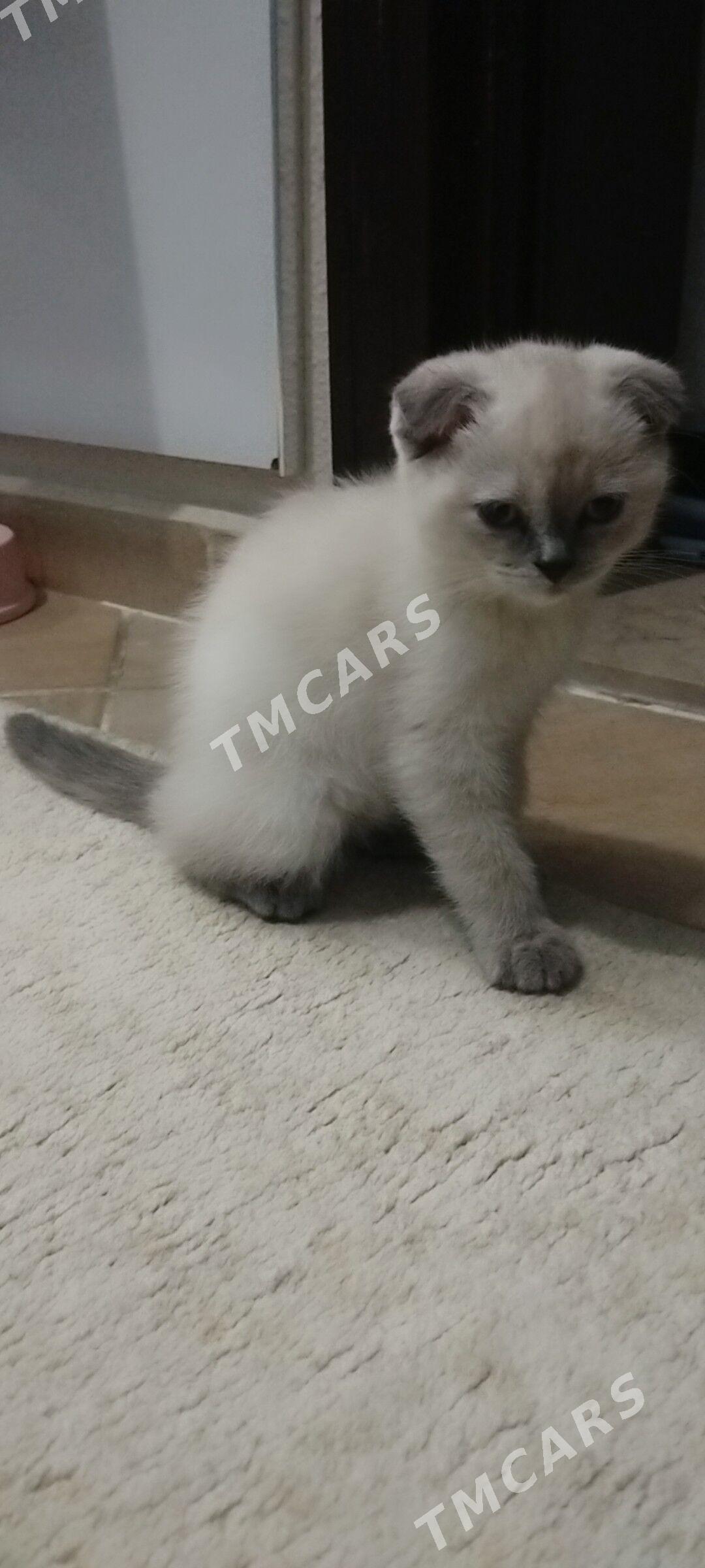 котенок - Podwoýski köç. (Bitarap Türkmenistan şaýoly) - img 3