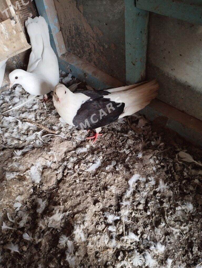 kepderi - Daşoguz - img 2