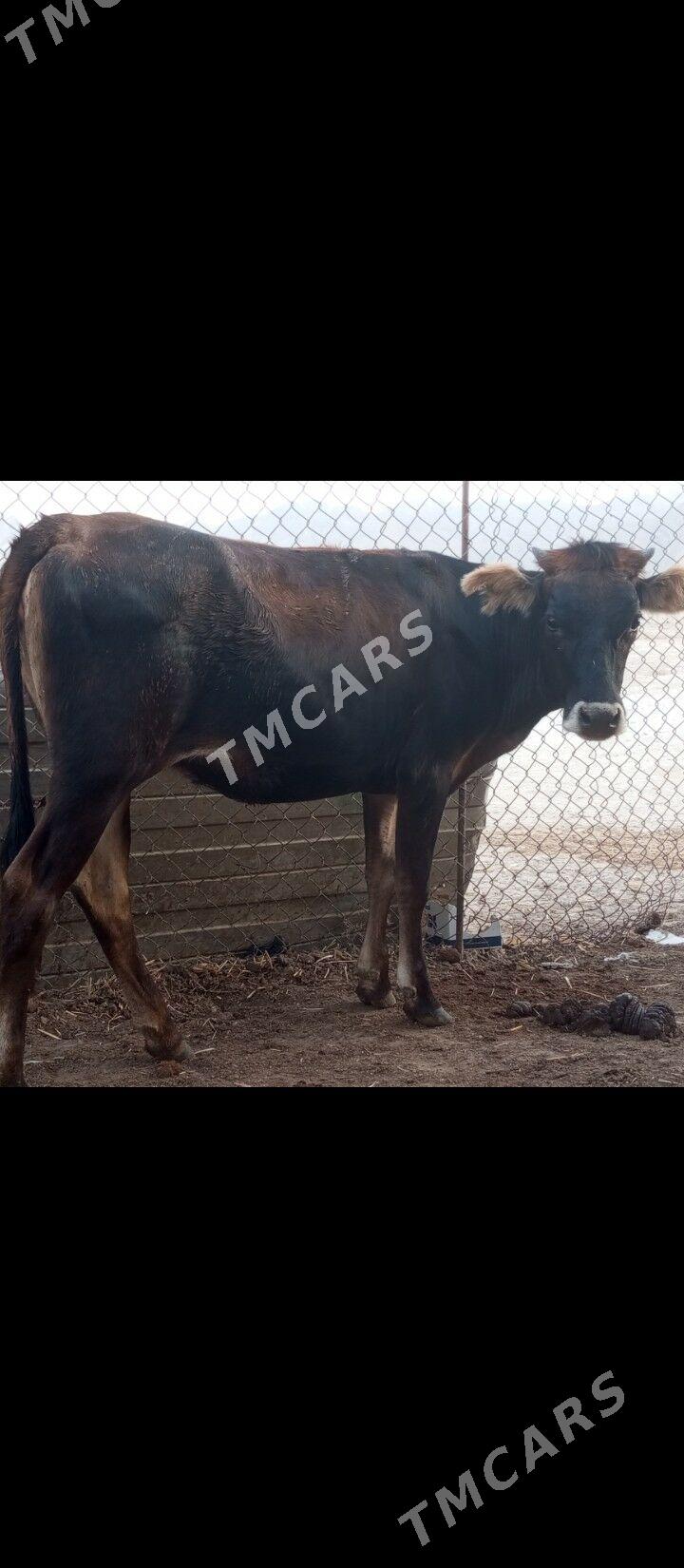 gacar - Балканабат - img 2