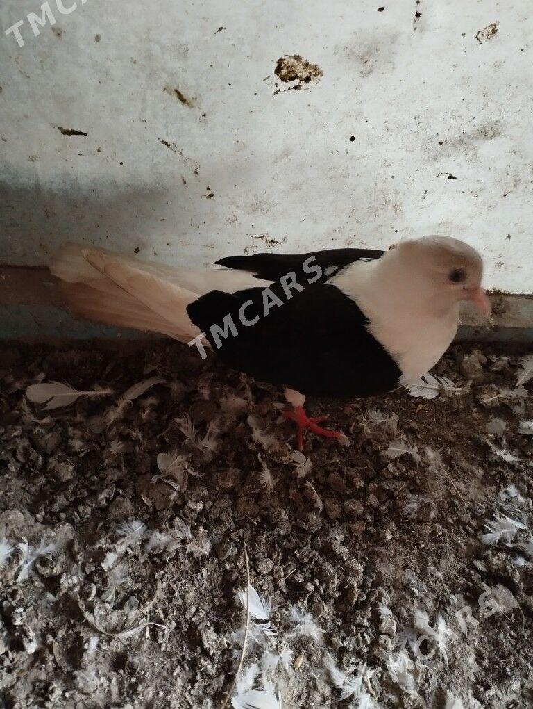 kepderi - Daşoguz - img 3