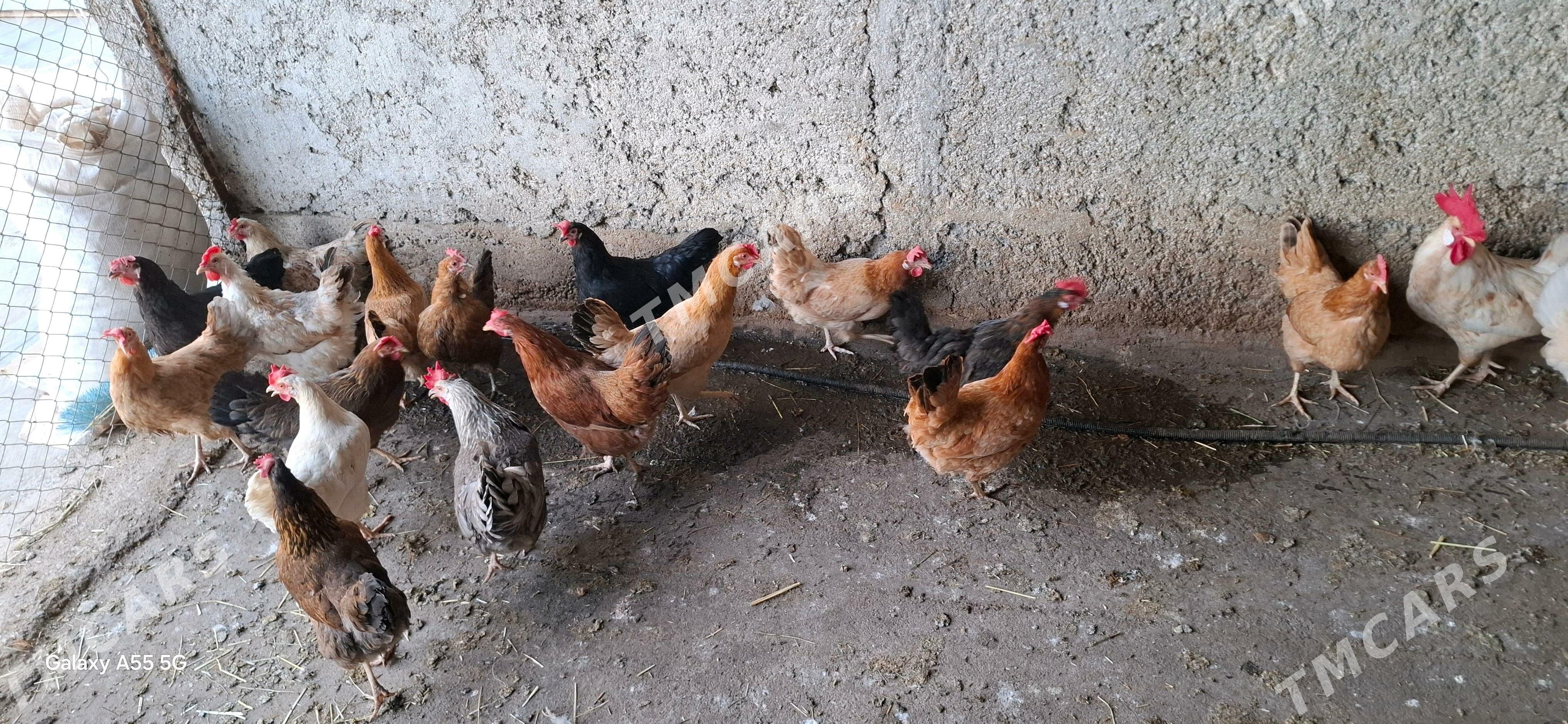 towuk horaz - Çoganly - img 2