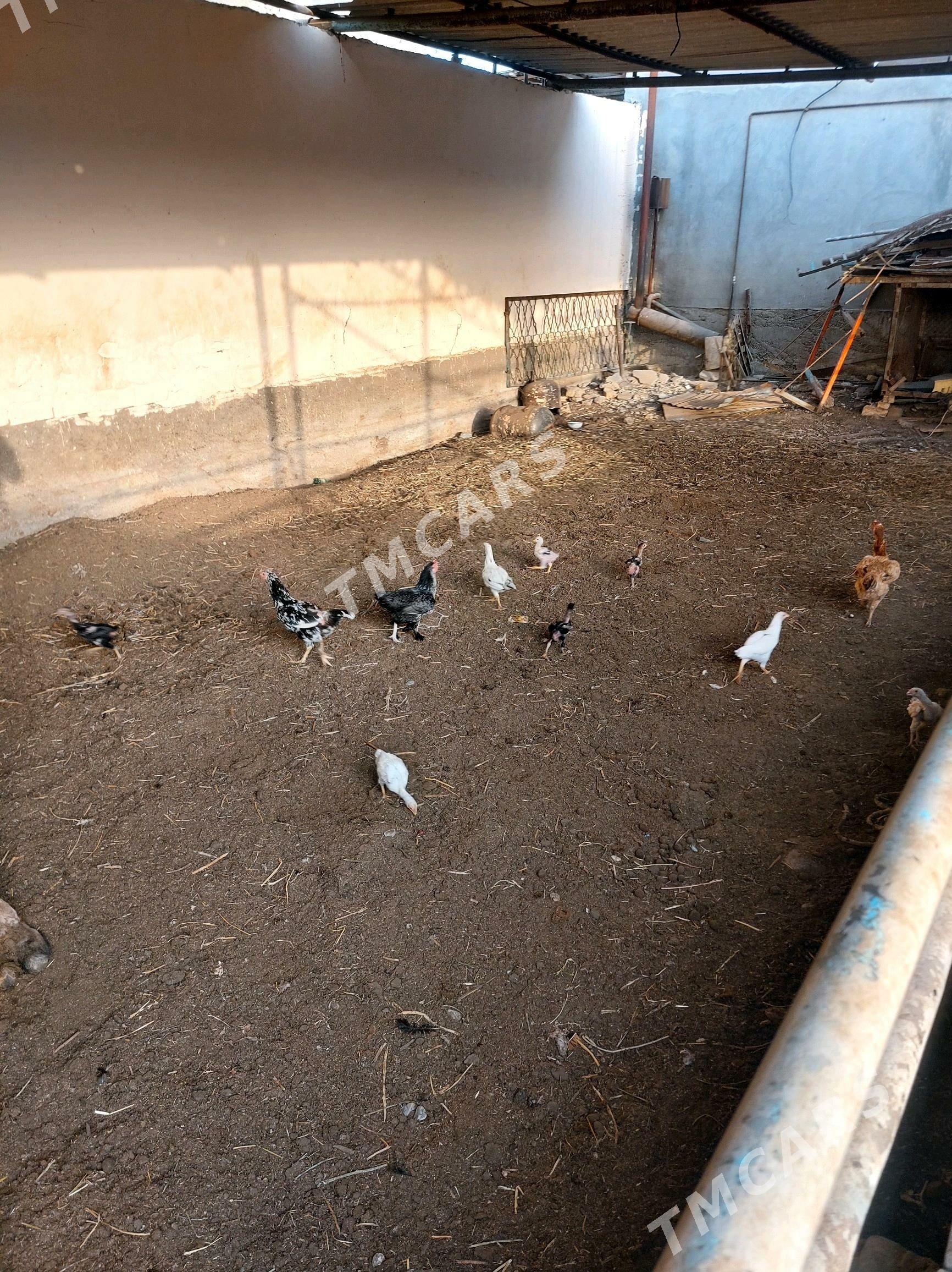 HORAZ TOWUK - Garadamak Şor - img 2