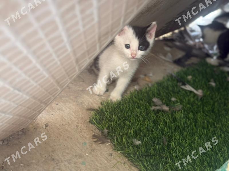 Котёнок 1,5 месяца бесплатно - Aşgabat - img 2