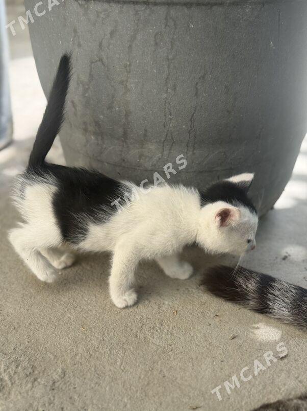 Котёнок 1,5 месяца бесплатно - Aşgabat - img 5