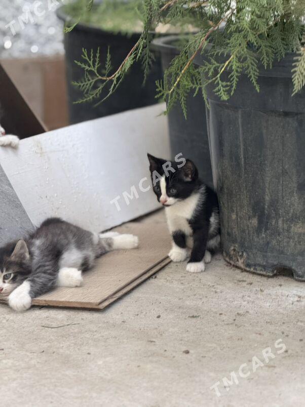Котёнок 1,5 месяца бесплатно - Ашхабад - img 3