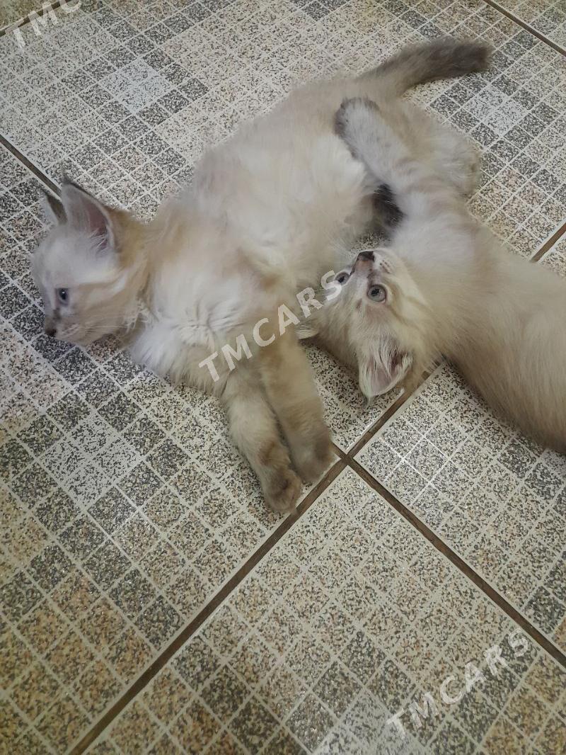 Кошки - Daşoguz - img 10