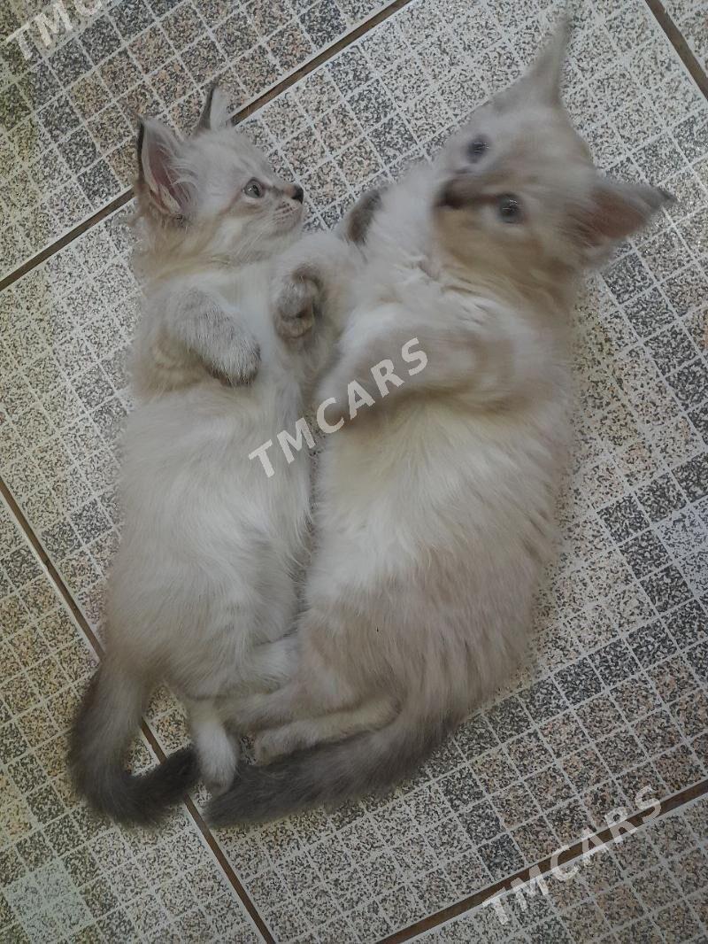 Кошки - Daşoguz - img 4