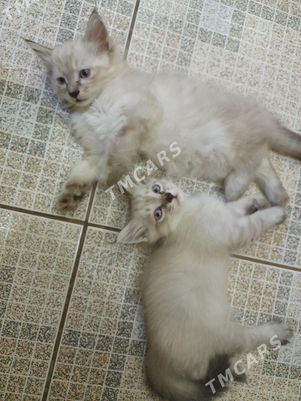 Кошки - Daşoguz - img 3
