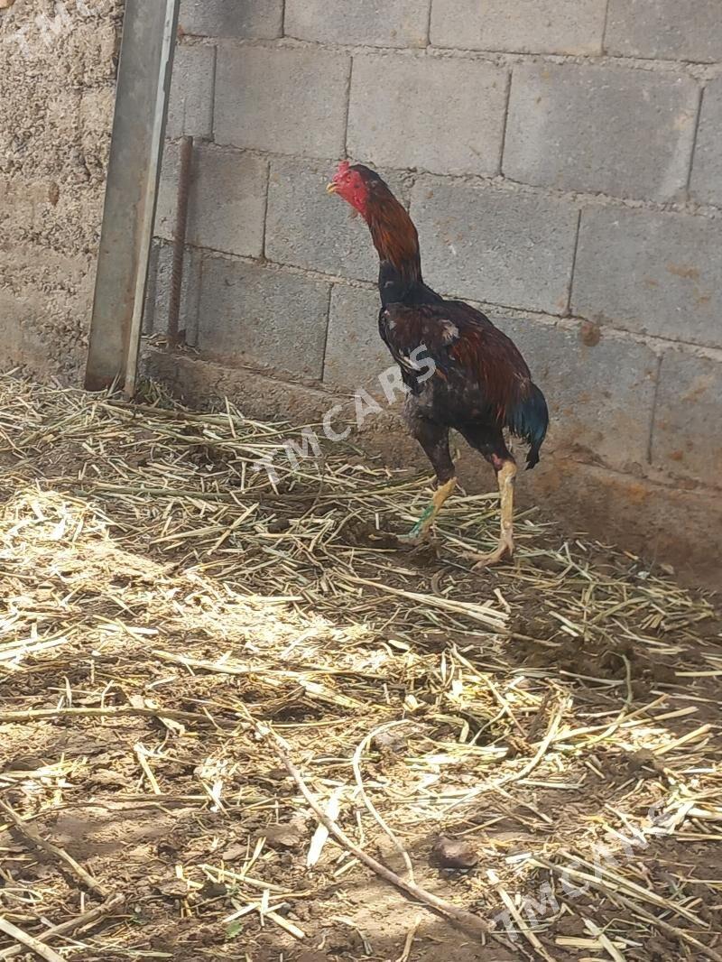 Güşlar - Herrikgala - img 3