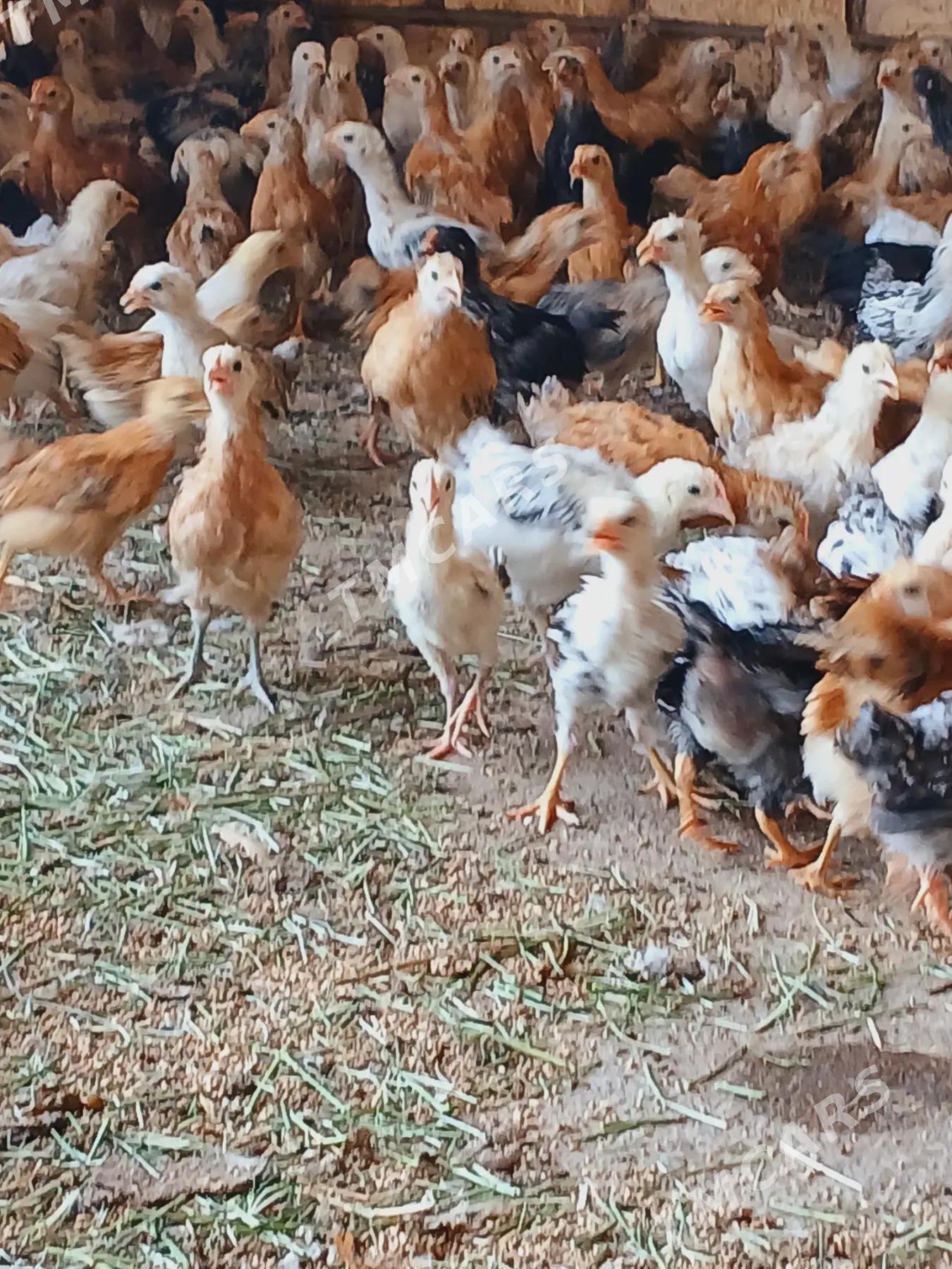 2aylyk jujek yagdayy gowy - Babadaýhan - img 2
