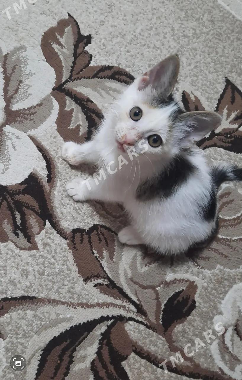 Котенок - Mary - img 1