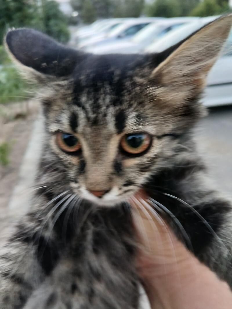 котенок - Ашхабад - img 2