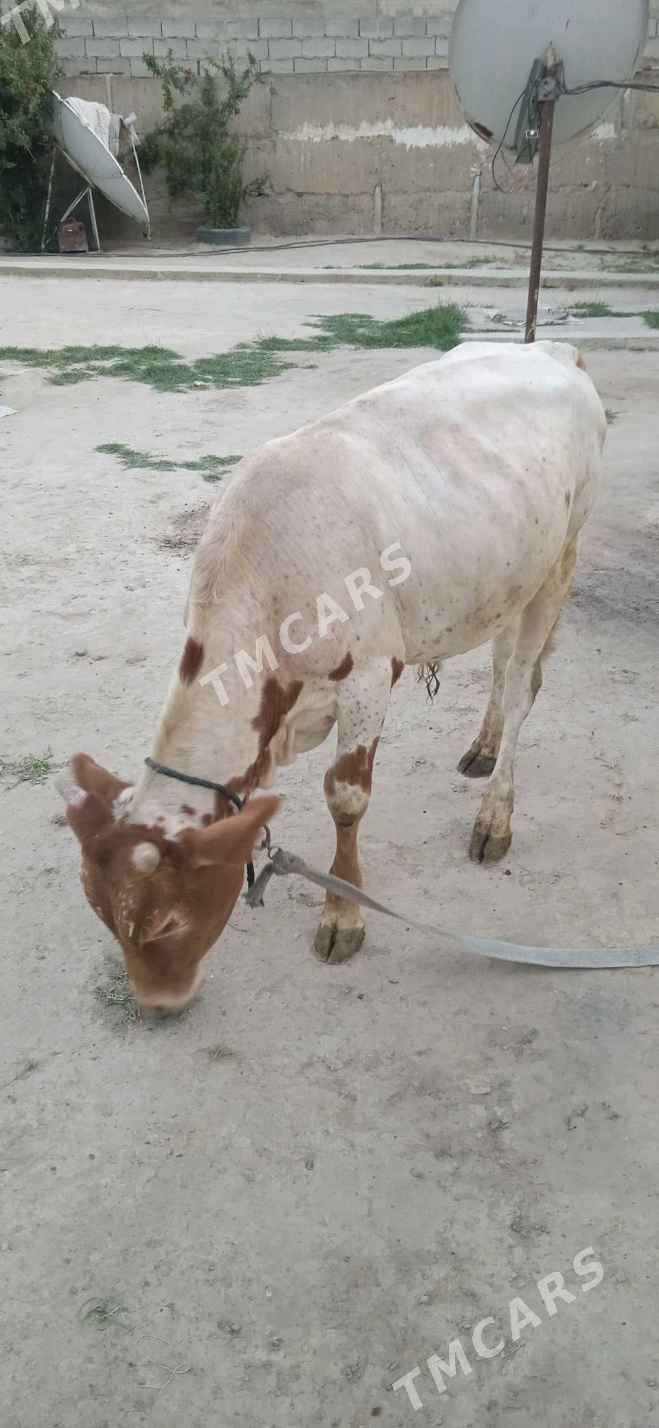 şwes öküz - Büzmeýin - img 3
