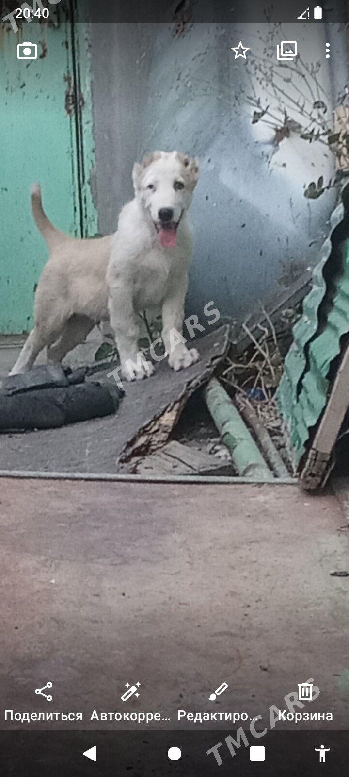 köpek - Bagyr - img 2