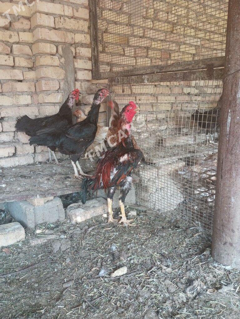 baysow horaz - Чарджоу - img 4
