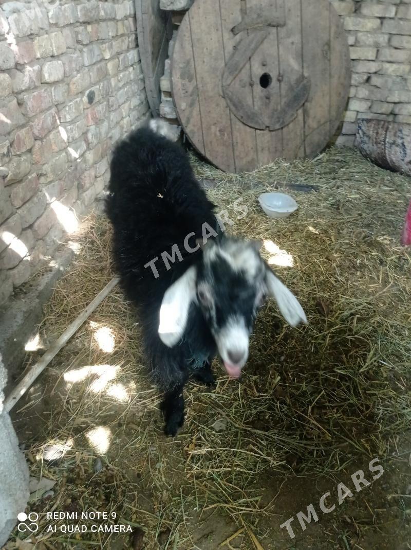 kelek sagylyan geci gaty gowy - Гёкдепе - img 4