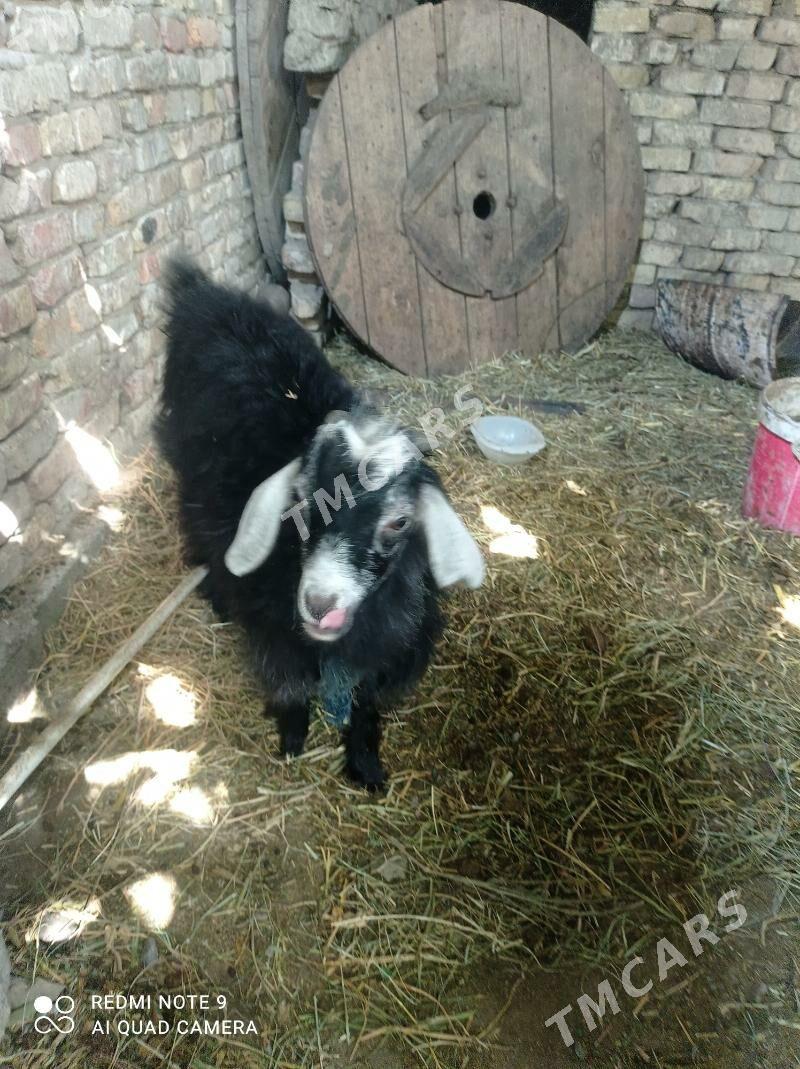 kelek sagylyan geci gaty gowy - Гёкдепе - img 2