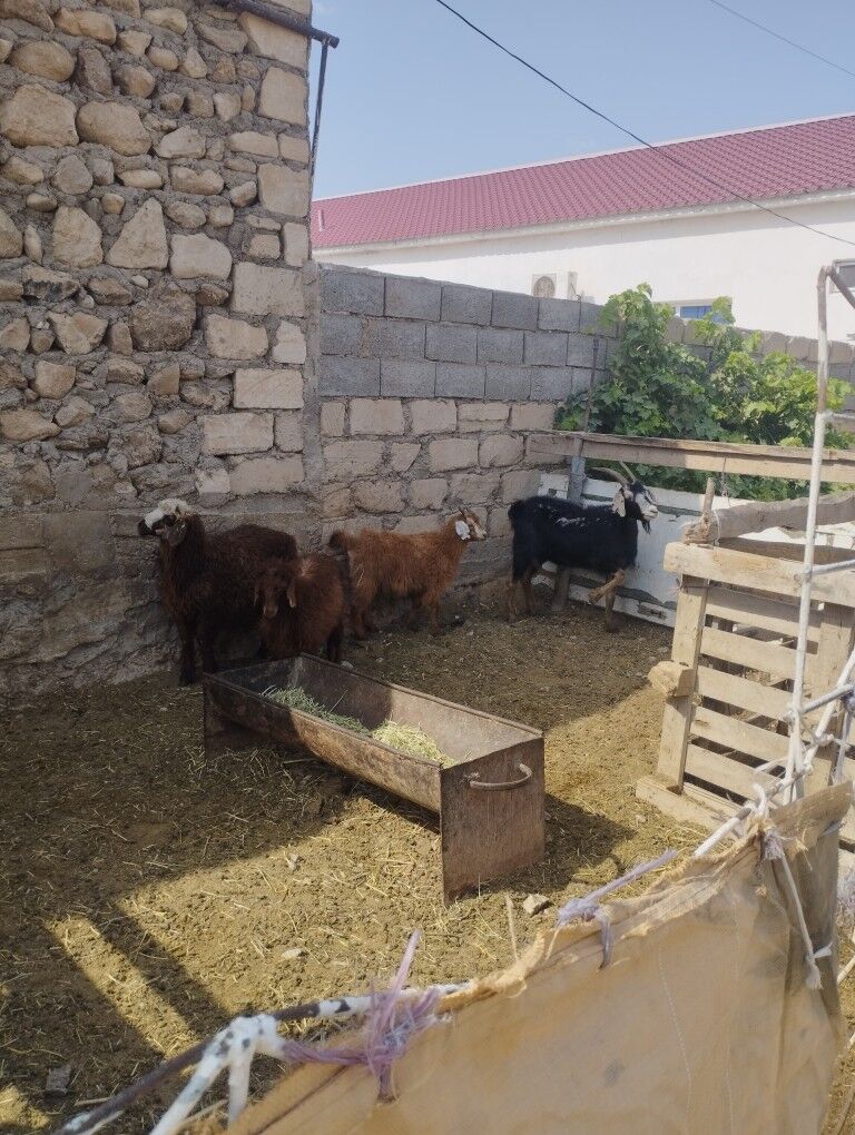 geçi tokly cebis - Jebel - img 3