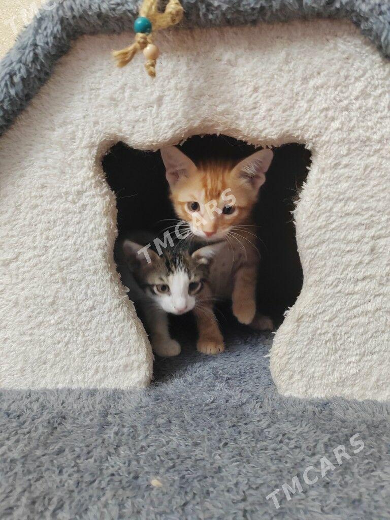 Котята - Balkanabat - img 4