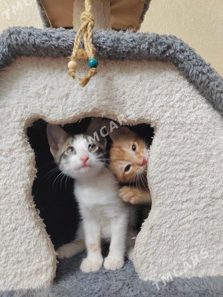 Котята - Balkanabat - img 2