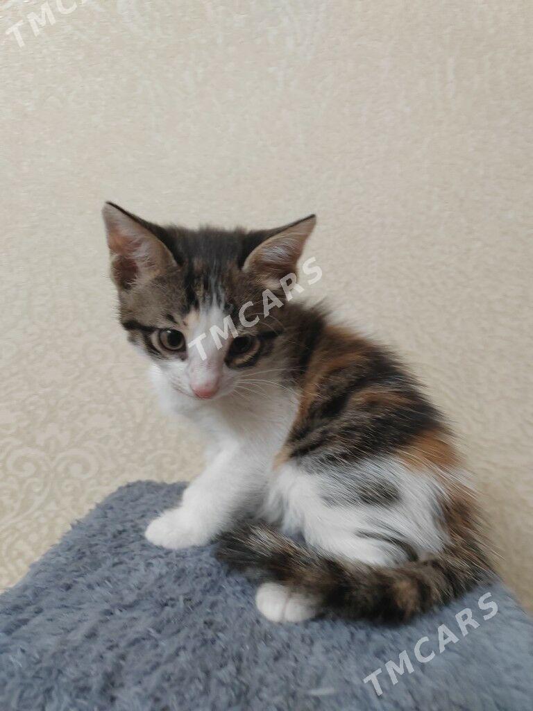 Котята - Balkanabat - img 3