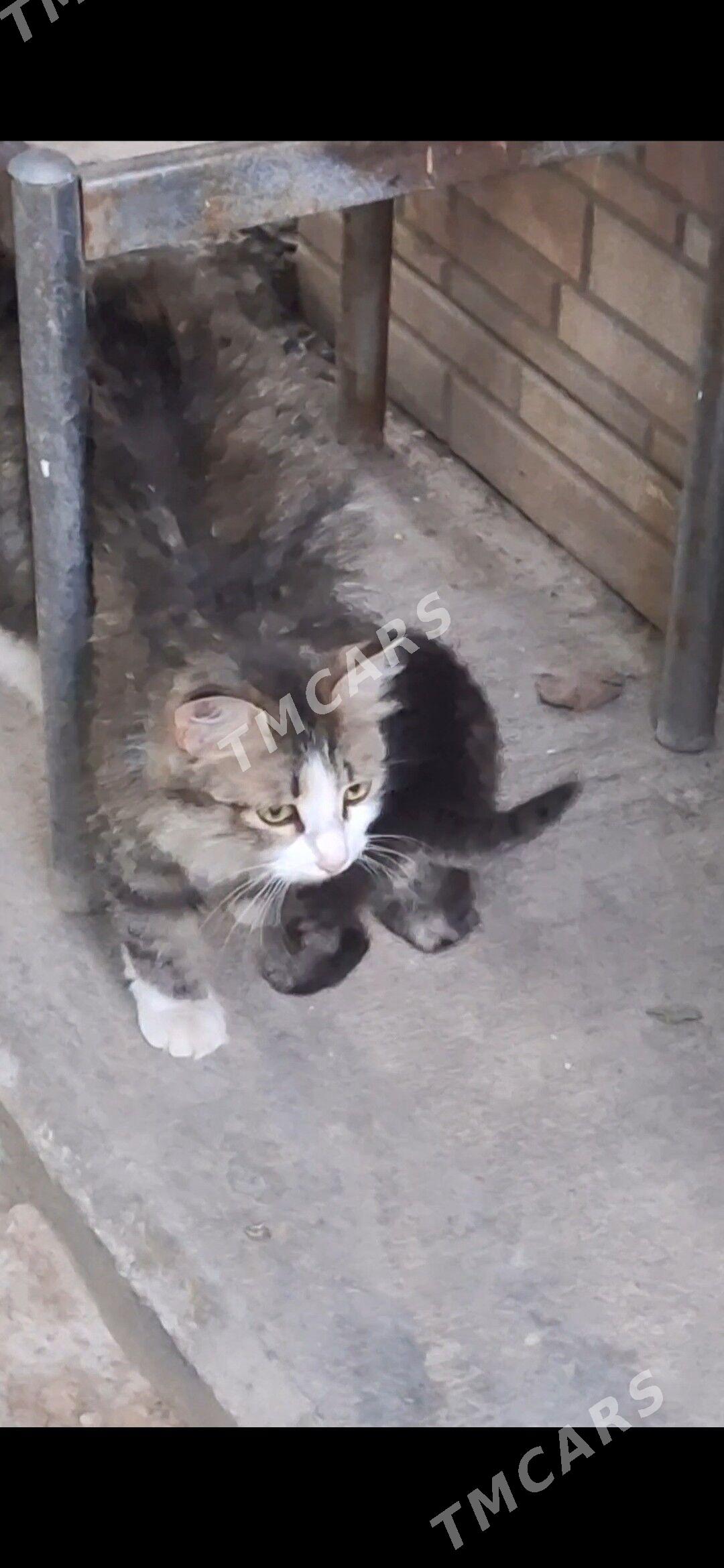 Котёнок в добрые ручки - Aşgabat - img 5