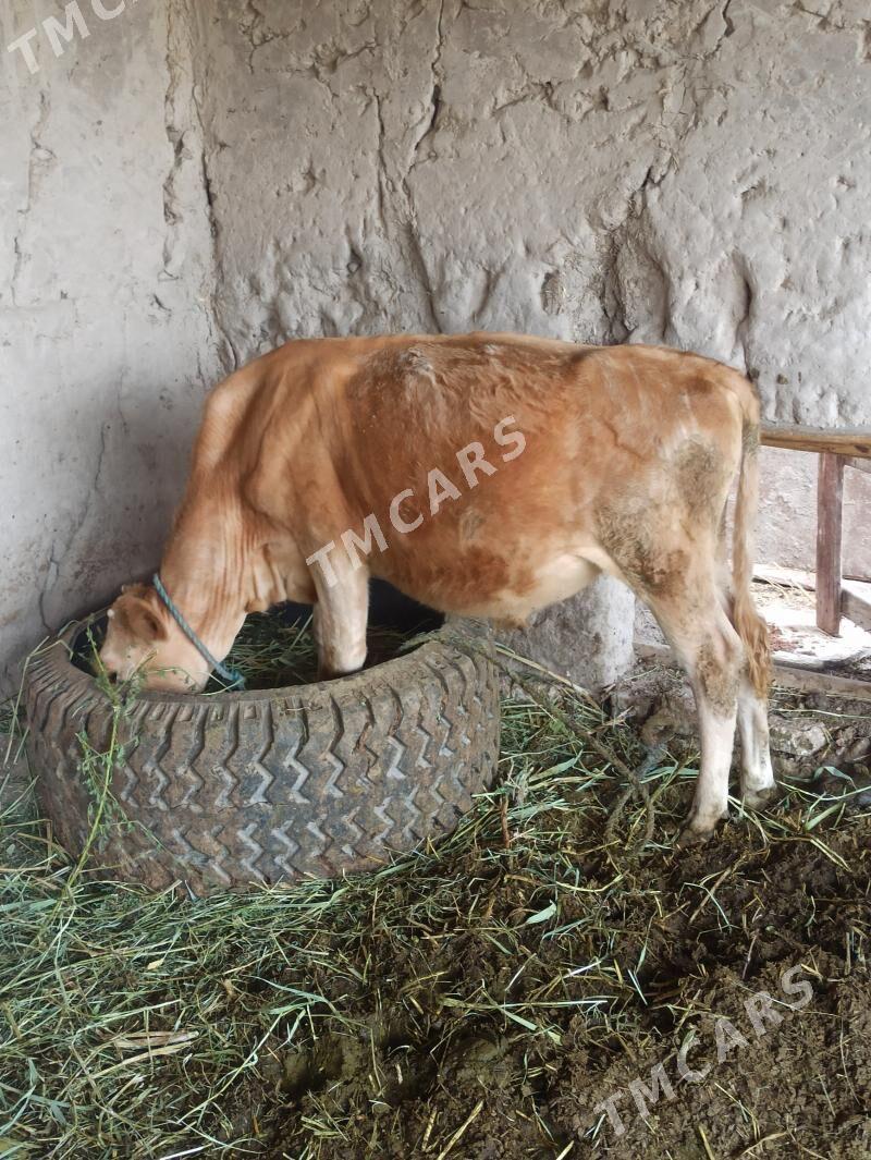 okuzce - Çärjew - img 2