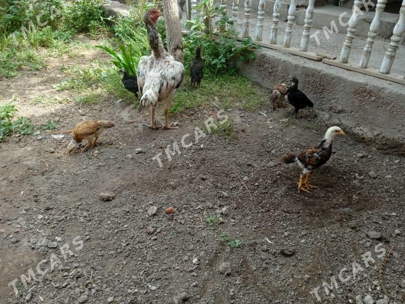 paroda juje - Daşoguz - img 2