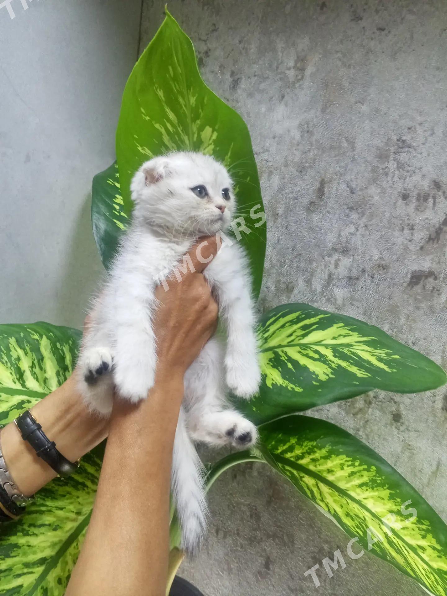 котенок - Aşgabat - img 4