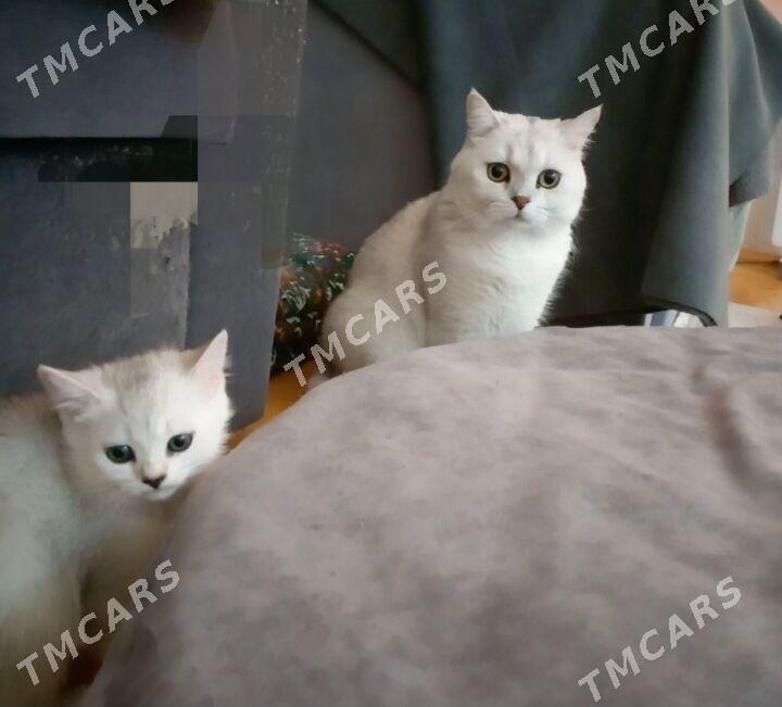 Шотландские шиншиллы - Arçabil şaýoly - img 3