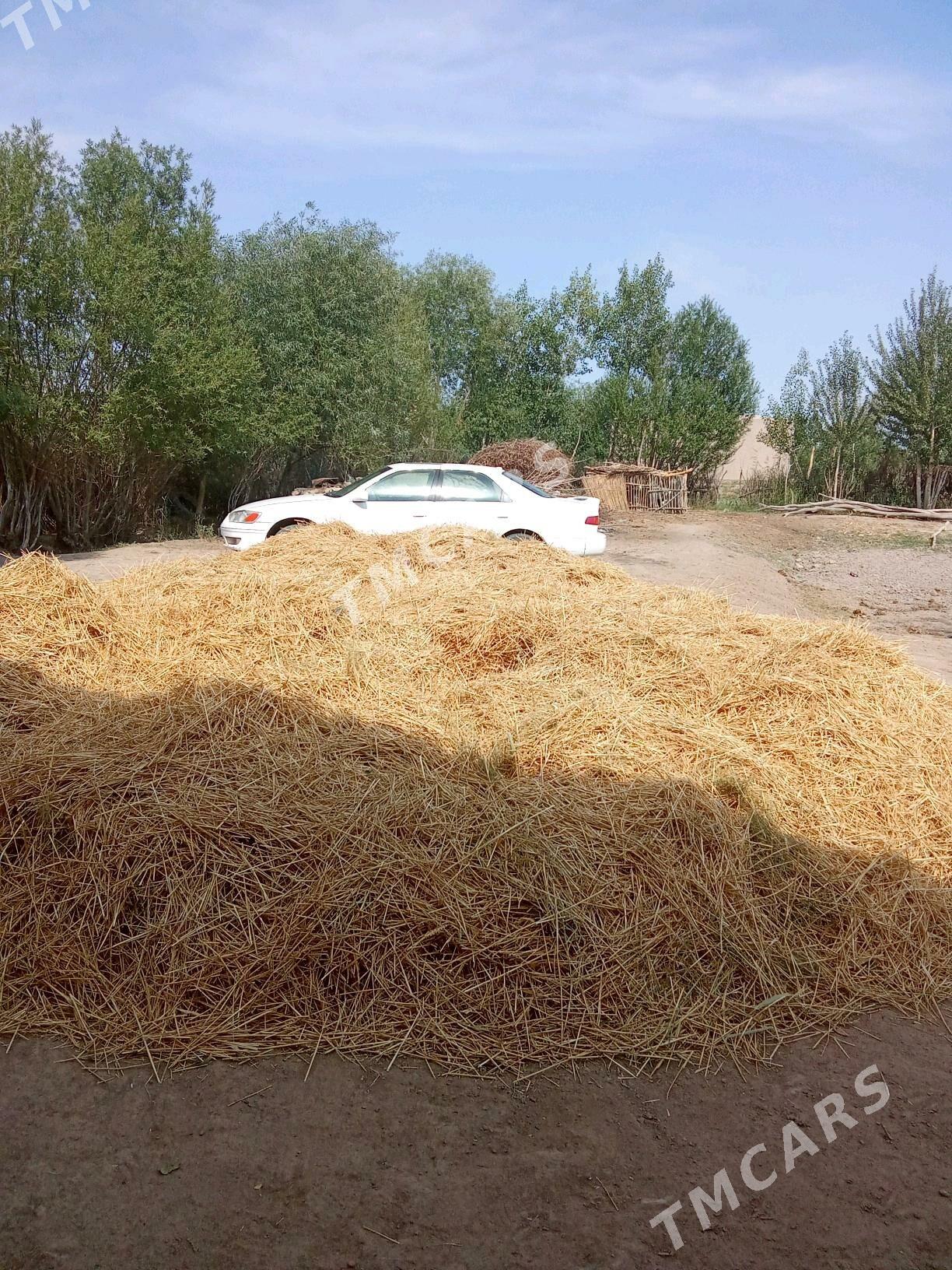 Toyota Camry 2001 - 125 000 TMT - Türkmenbaşy etr. - img 8