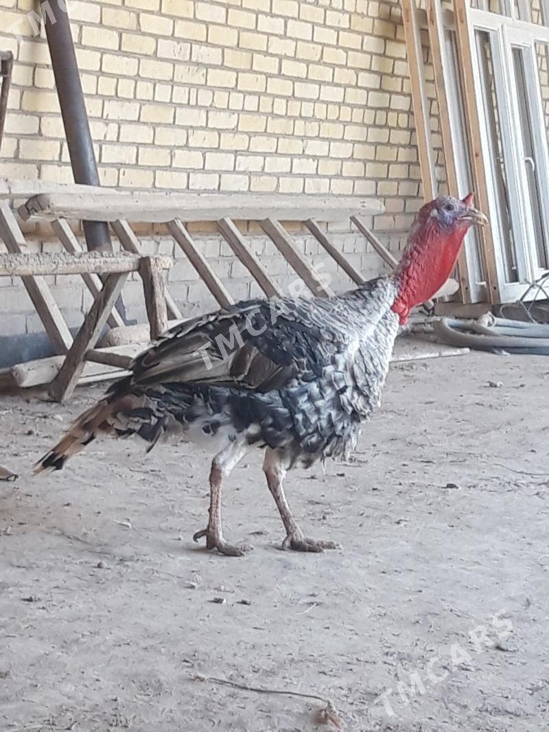 Induk - Halaç - img 2