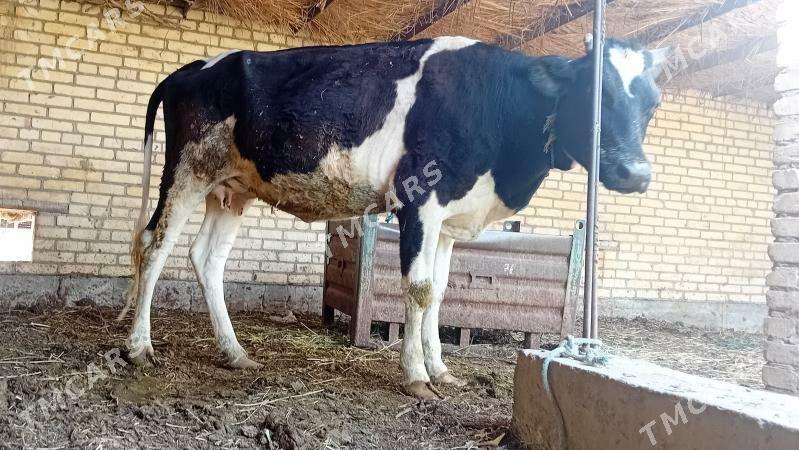 Sygyr bogaz . gölesi ökuz ... - Dänew - img 2