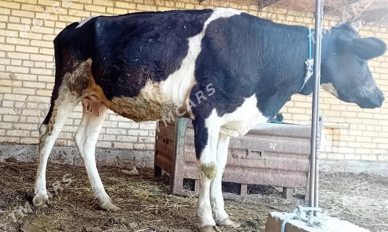 Sygyr bogaz . gölesi ökuz ... - Dänew - img 4
