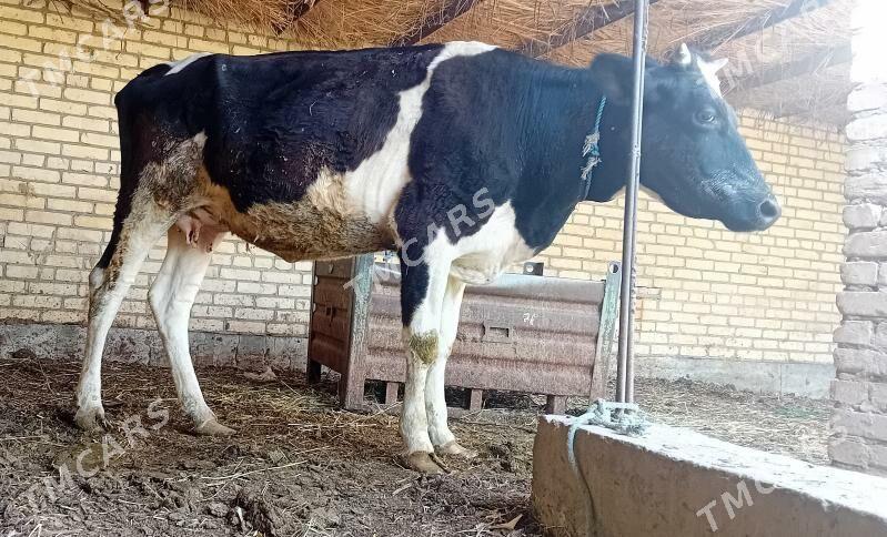 Sygyr bogaz . gölesi ökuz ... - Dänew - img 5