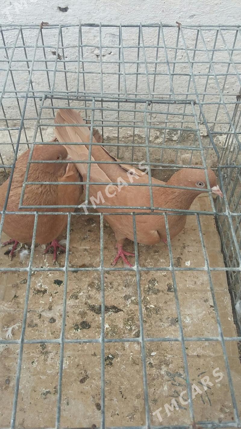 kepderi - Aşgabat - img 6