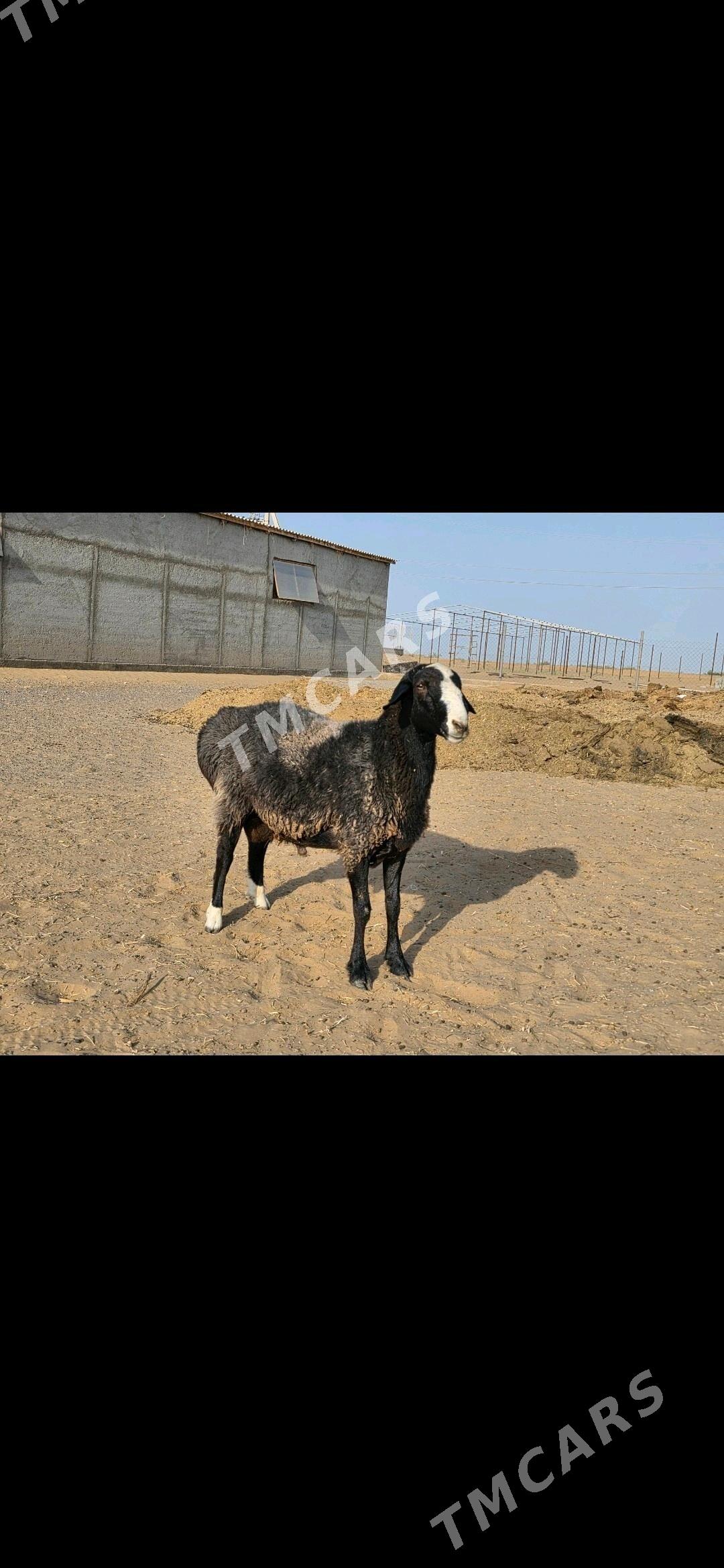 Goclar - Ak bugdaý etraby - img 2