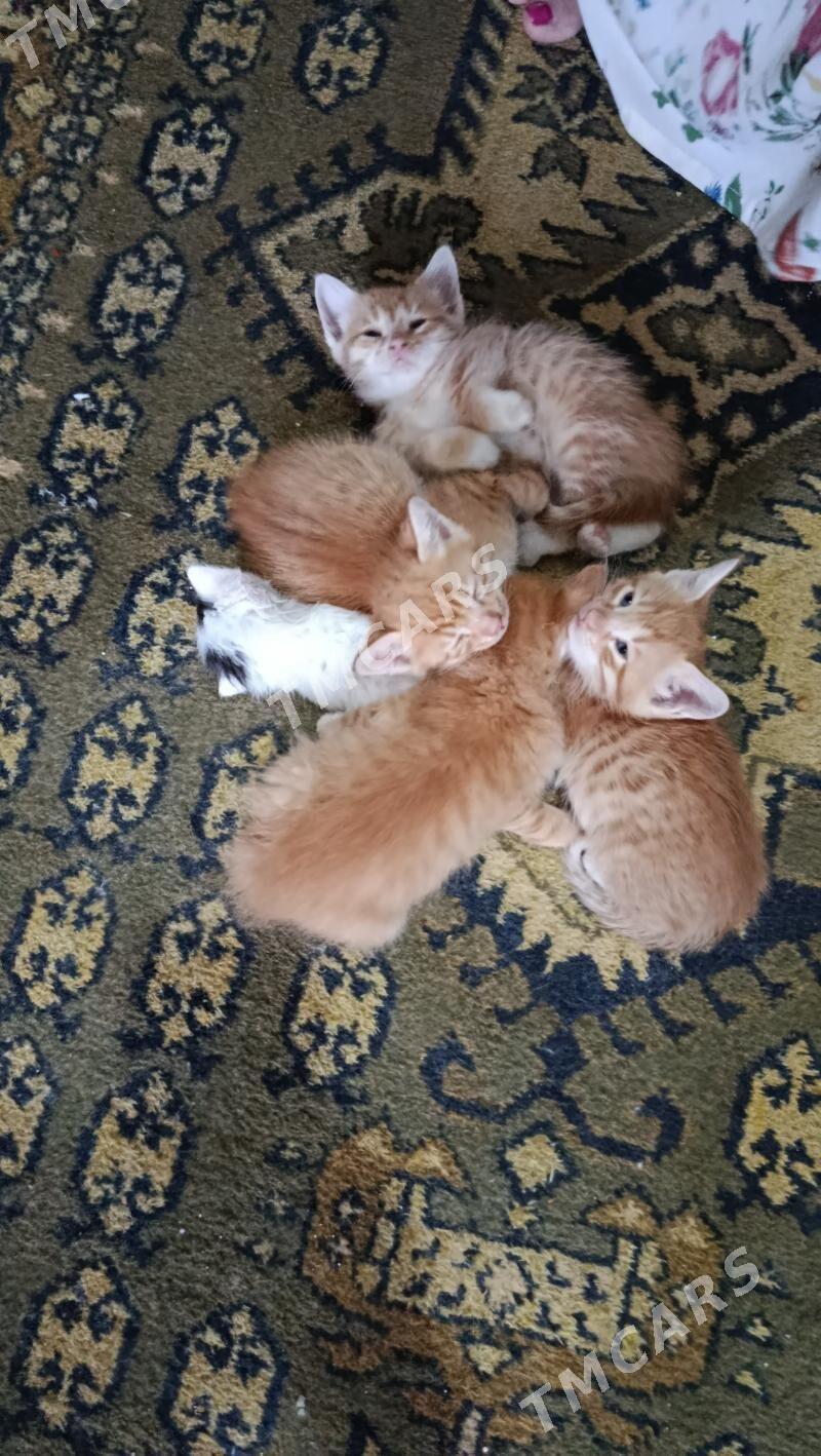 котята домашние - Aşgabat - img 2