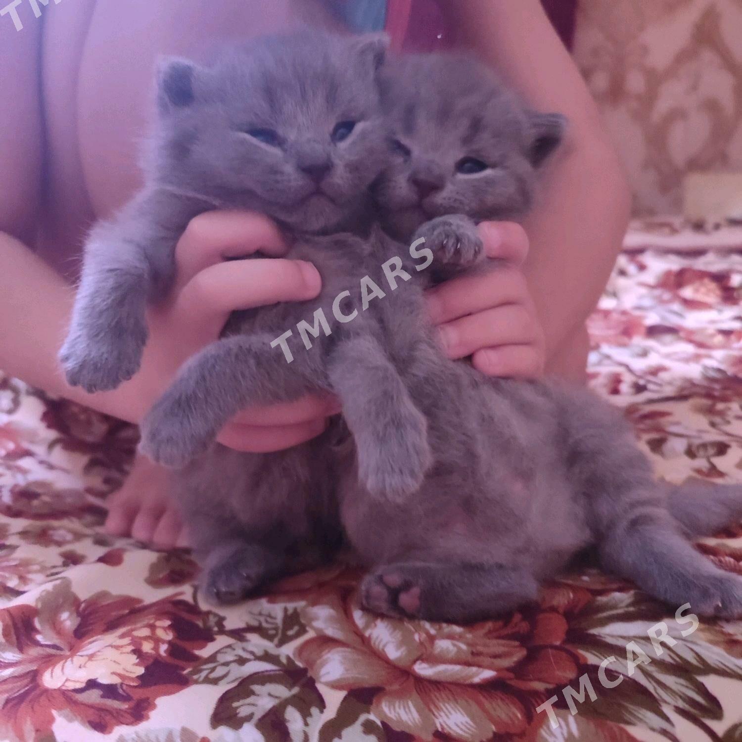 котята - Балканабат - img 3