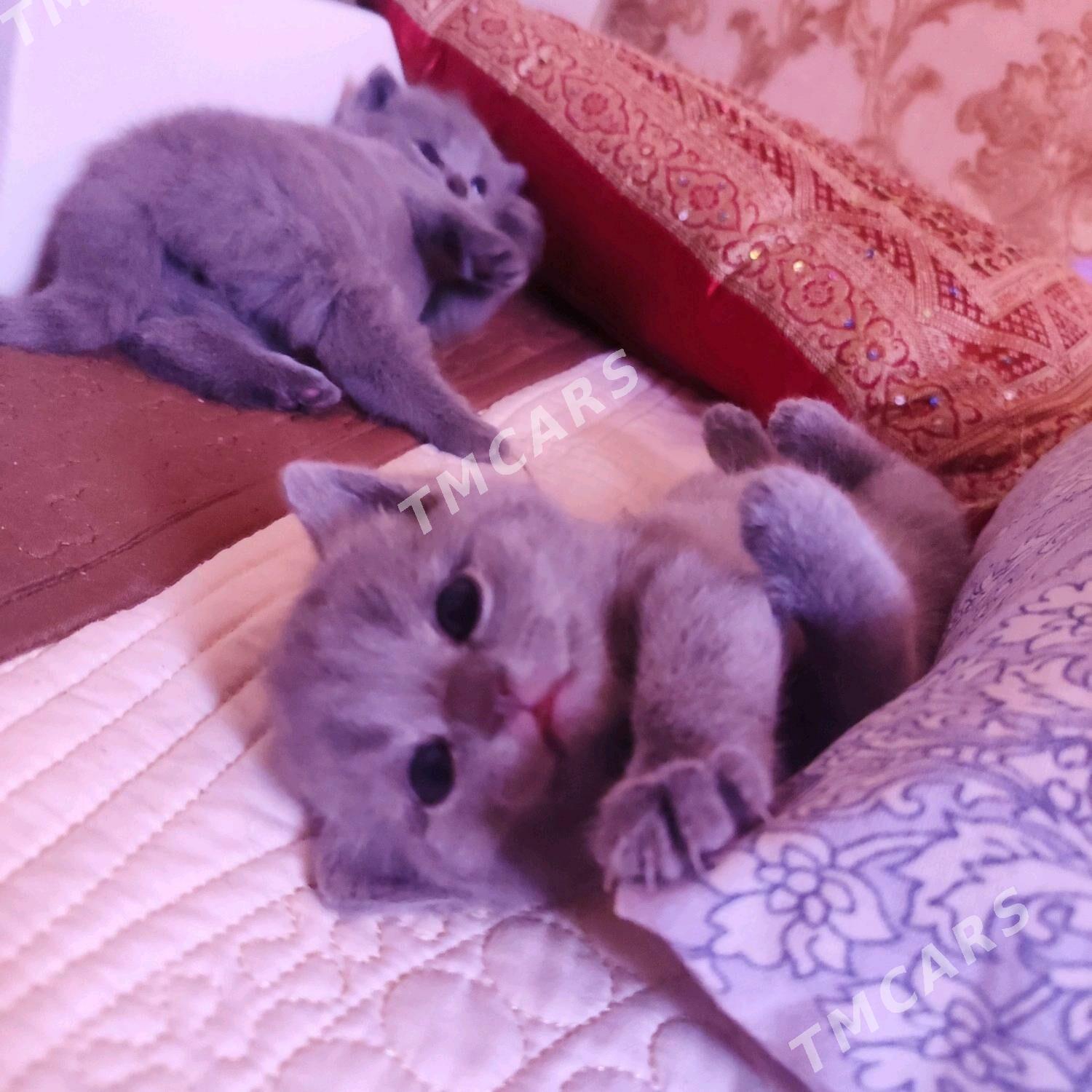 котята - Балканабат - img 2