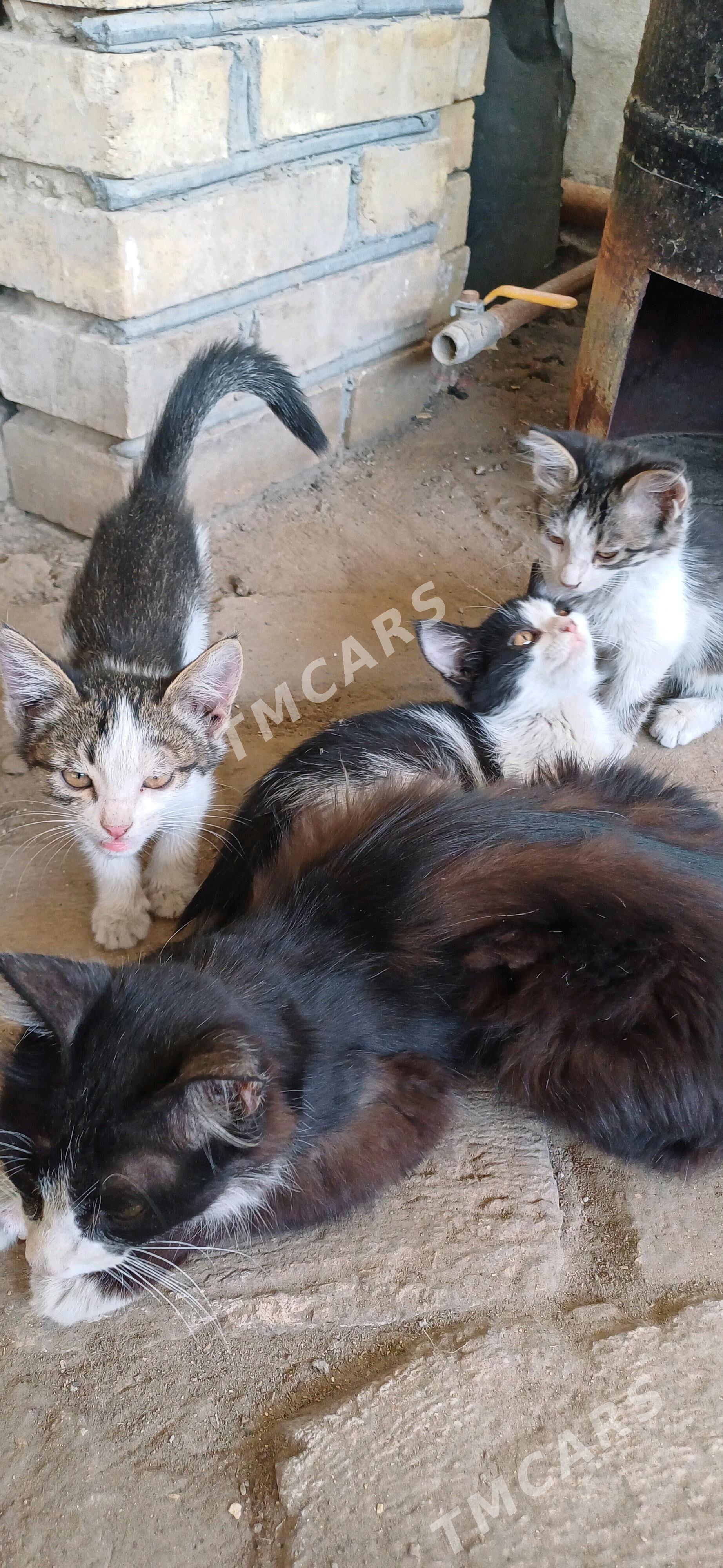 pişik - Mary - img 2