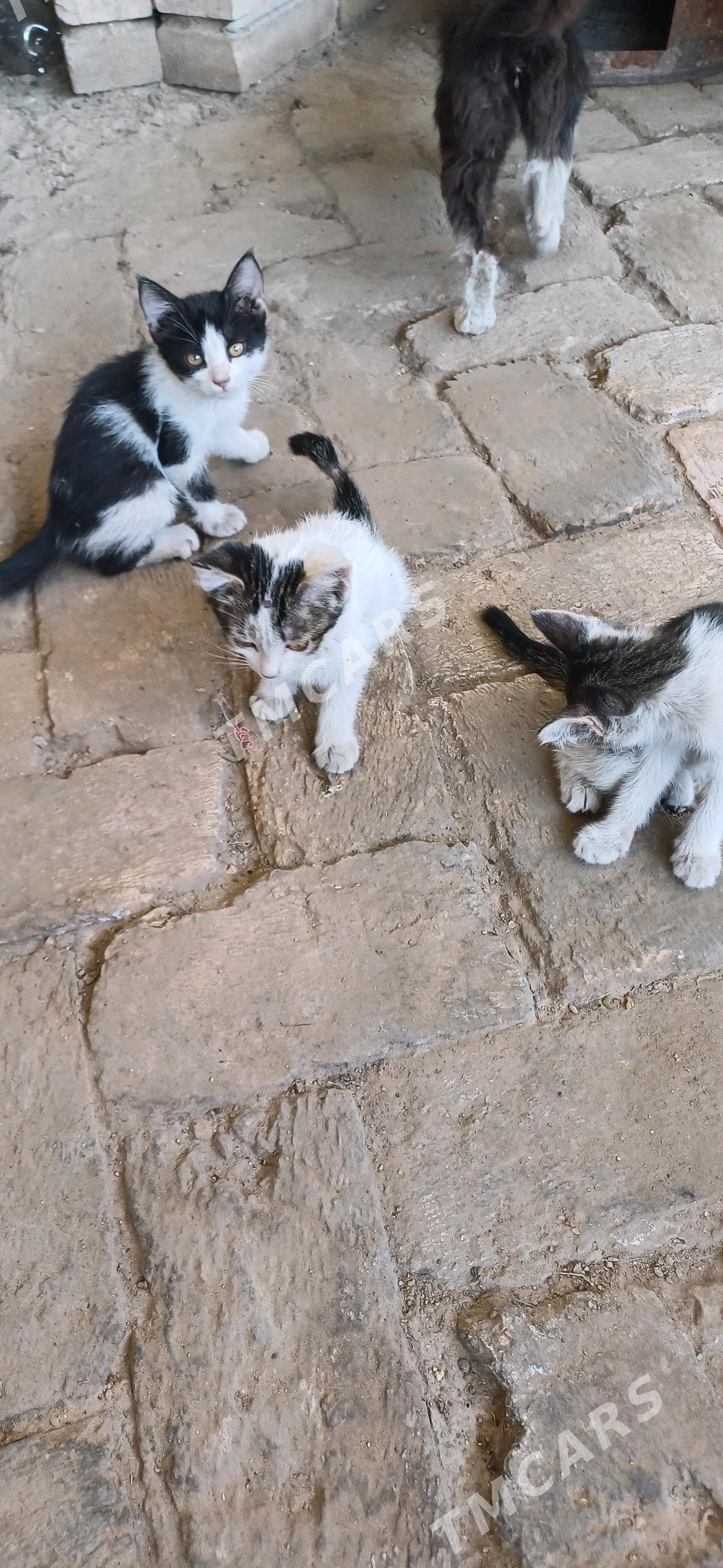 pişik - Mary - img 3